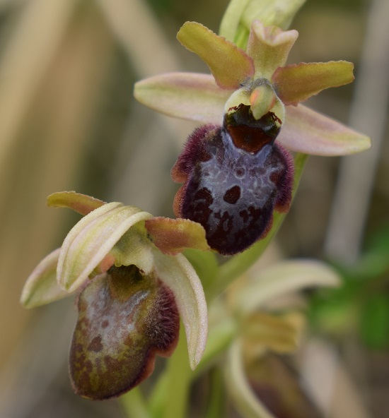 Ophrys...?