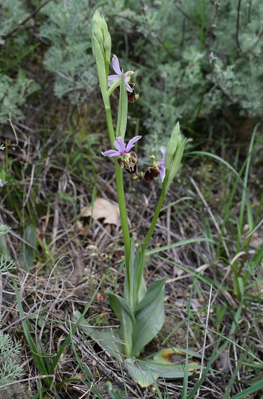 Ophrys...?