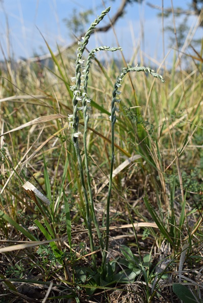 Spiranthes spiralis Reggiane