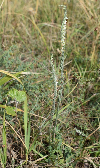 Spiranthes spiralis Reggiane