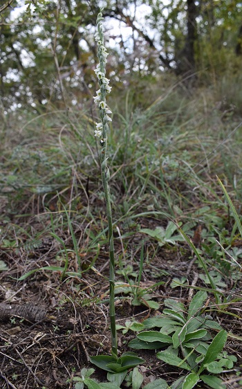 Spiranthes spiralis Reggiane