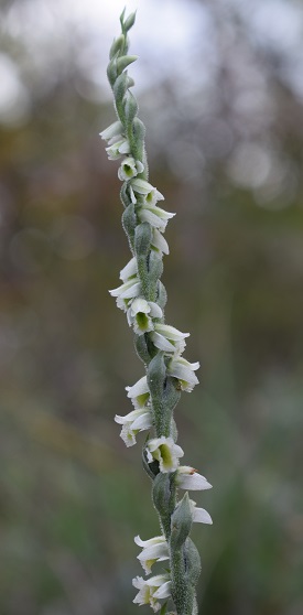 Spiranthes spiralis Reggiane