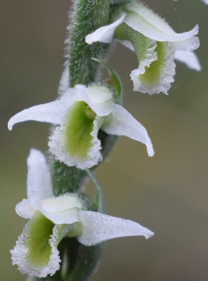 Spiranthes spiralis Reggiane