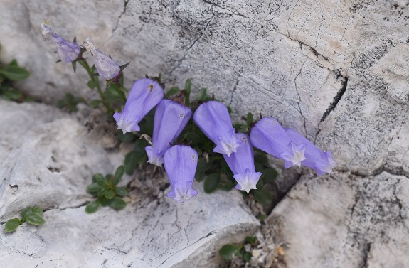 Campanula zoysii / Campanula di Zois