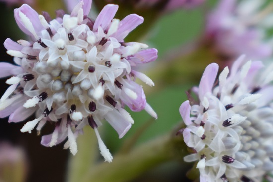 Petasites fragrans  (Asteraceae)