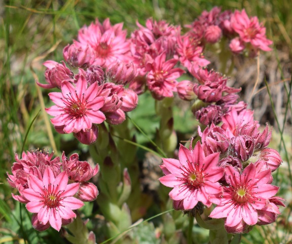 Sempervivum da determinare