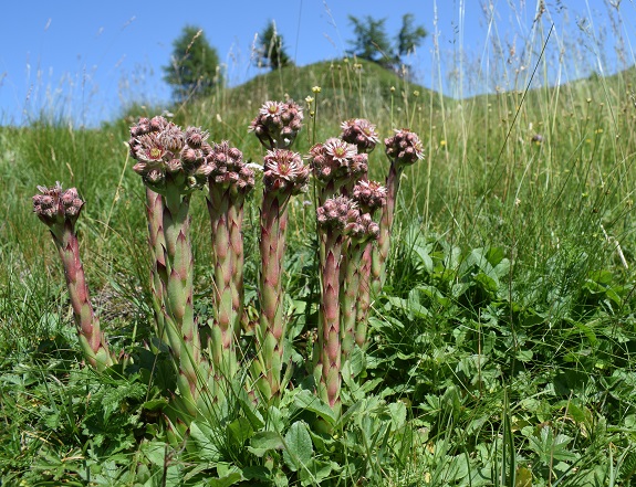 Sempervivum da determinare