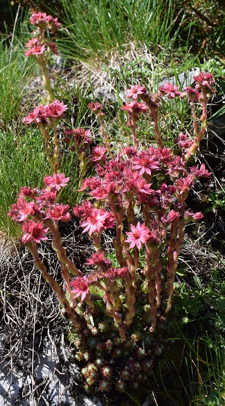 Sempervivum da determinare