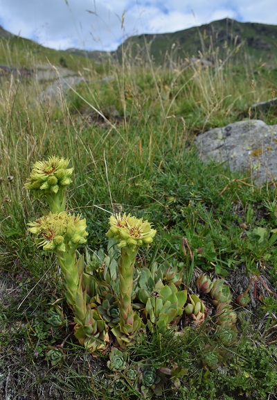 Sempervivum da determinare