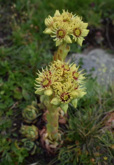 Sempervivum da determinare