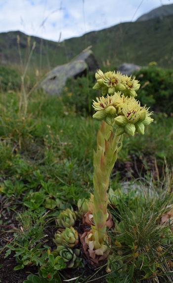 Sempervivum da determinare