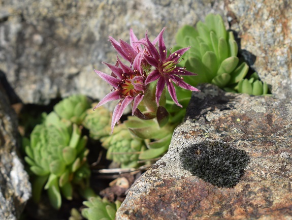 Sempervivum da determinare