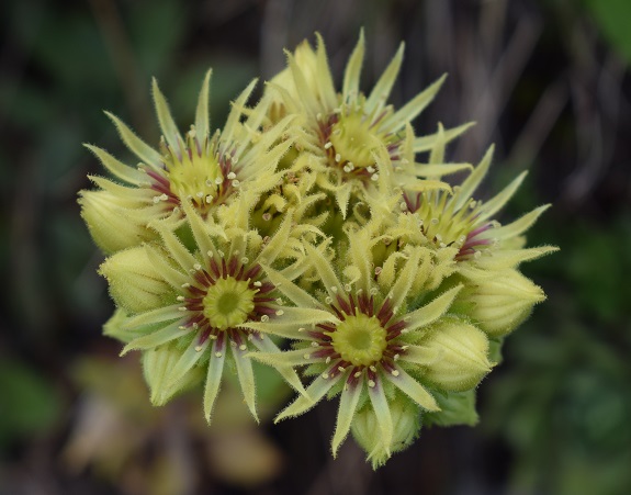 Sempervivum da determinare