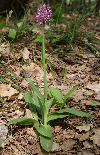 Orchis purpurea x Orchis simia?