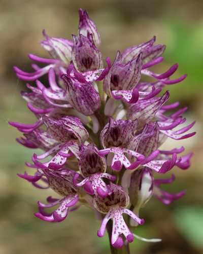 Orchis purpurea x Orchis simia?