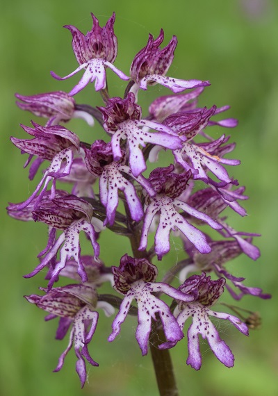 Orchis purpurea x Orchis simia?