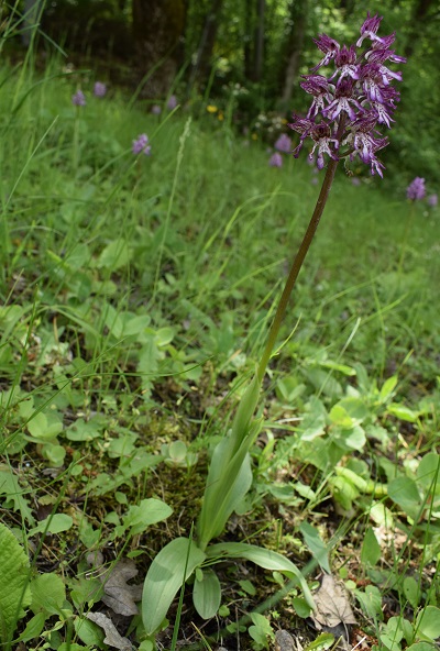 Orchis purpurea x Orchis simia?