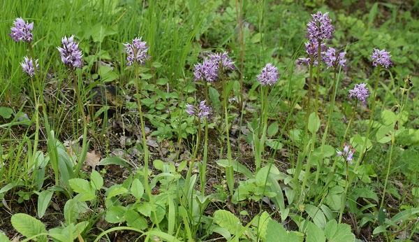 Orchis purpurea x Orchis simia?