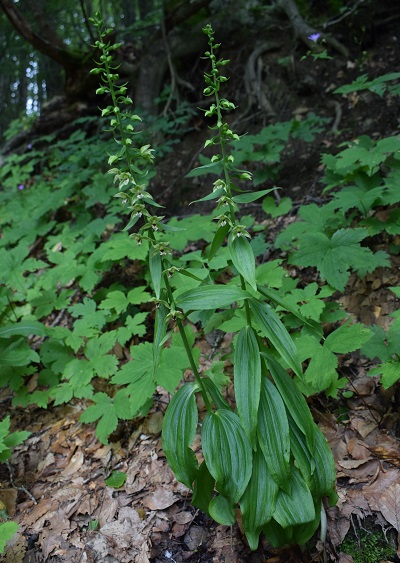 Epipactis neglecta