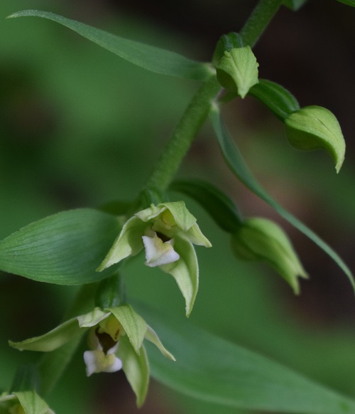 Epipactis neglecta