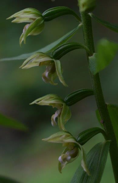 Epipactis neglecta