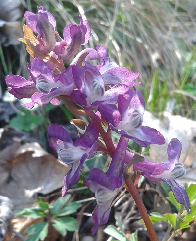 Corydalis cava (Papaveraceae)