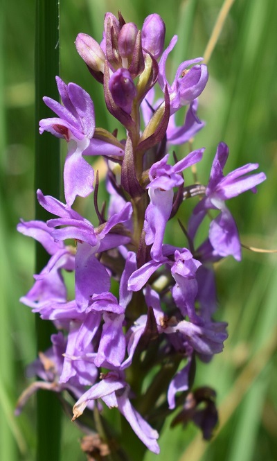 Dactylorhiza...?