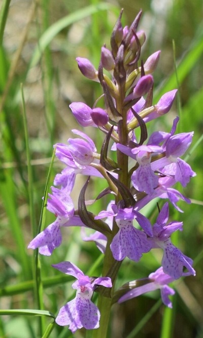 Dactylorhiza...?