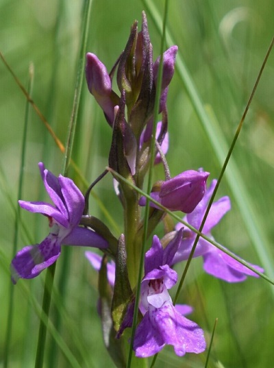 Dactylorhiza...?