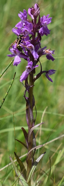 Dactylorhiza...?