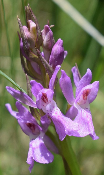 Dactylorhiza...?