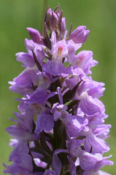 Dactylorhiza...?