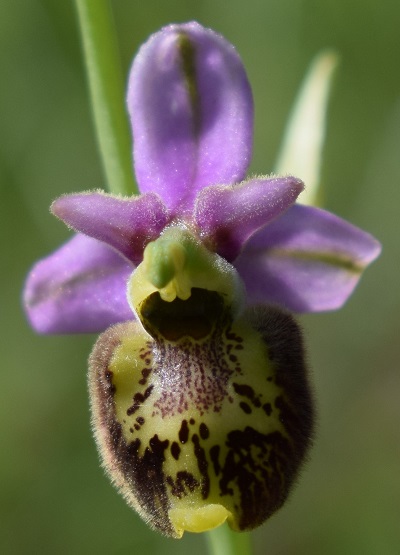 Ophrys...?