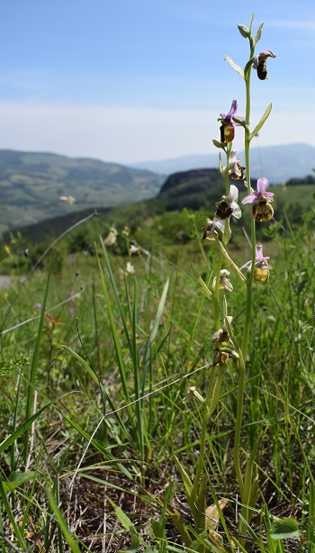 Ophrys...?