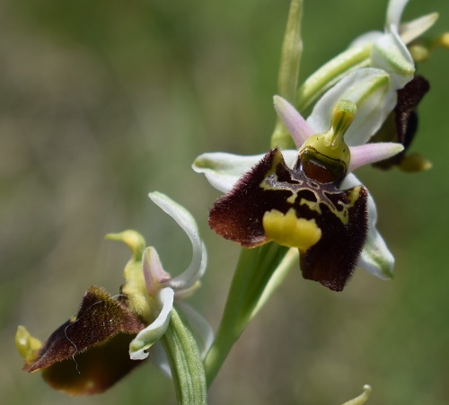 Ophrys...?