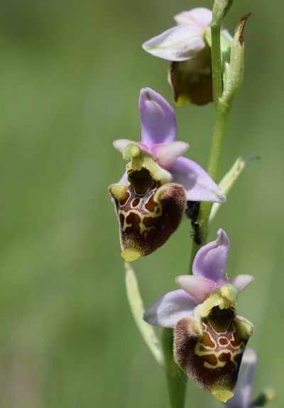 Ophrys...?