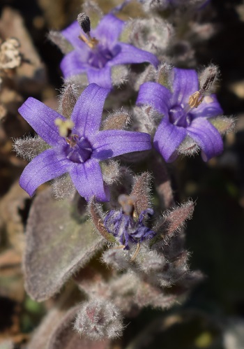 Le prime fioriture  di Campanula elatinoides