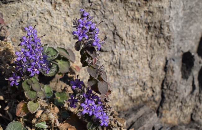 Le prime fioriture  di Campanula elatinoides