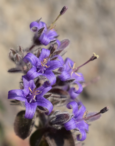 Le prime fioriture  di Campanula elatinoides