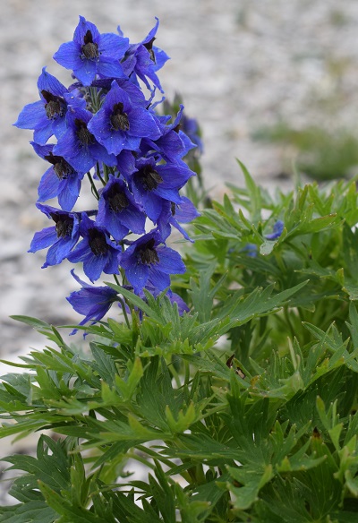 Delphinium cfr. dubium (Ranunculaceae)