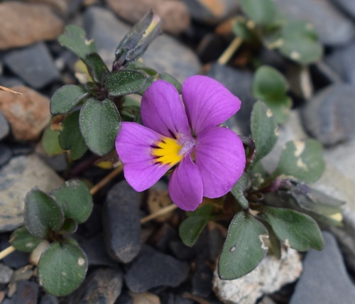 Alla ricerca della Viola comollia