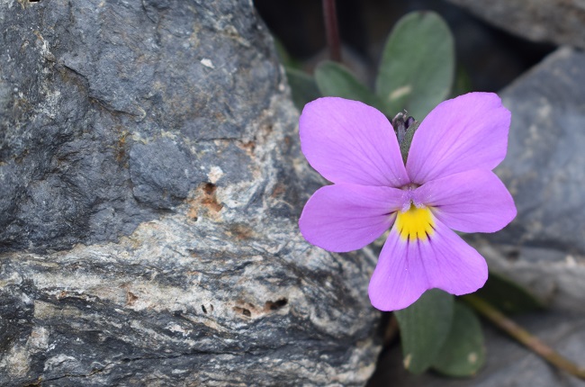 Alla ricerca della Viola comollia