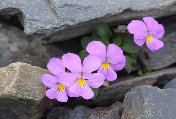 Alla ricerca della Viola comollia