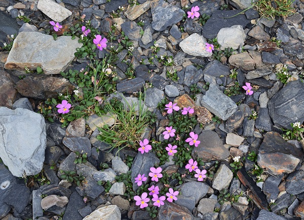 Alla ricerca della Viola comollia