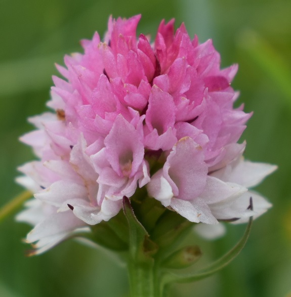 La Nigritella widderi nelle Dolomiti di Brenta.