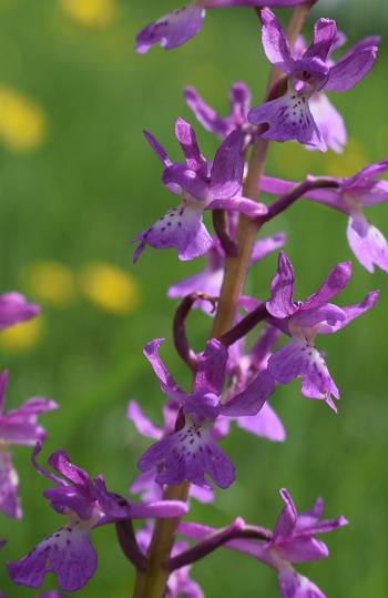 Chiedo conferma per Orchis mascula x Orchis provincialis