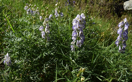 Aconitum napellus?