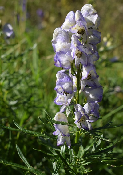 Aconitum napellus?