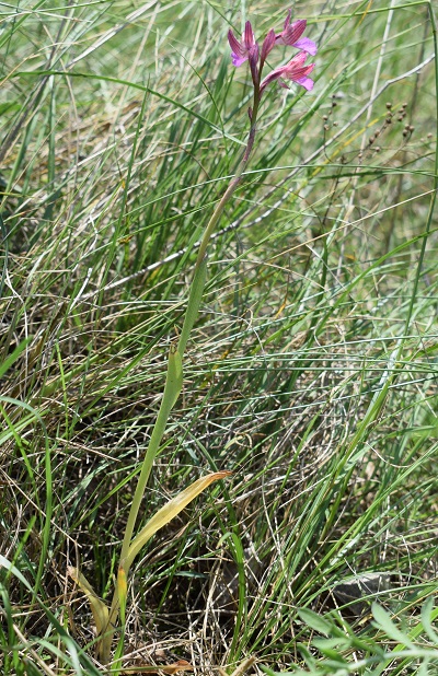 Il primo incontro con Anacamptis papilionacea