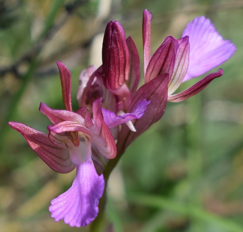 Il primo incontro con Anacamptis papilionacea